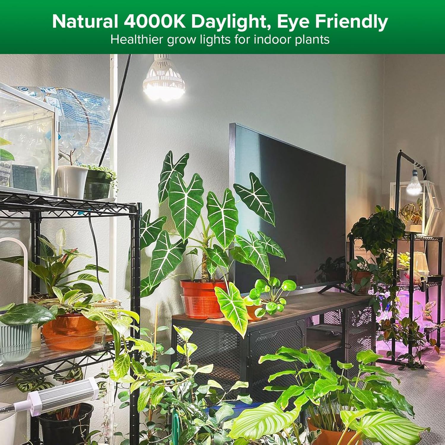 SANSI Grow Lights for Indoor Plants, Full Spectrum 36W Grow Light Bulbs (400 Watt Equiv) with Optical Lens for High PPFD, PPF 65.6 umol/s LED Energy Saving Plant Light for Indoor Growing Seed Starting - Image 2