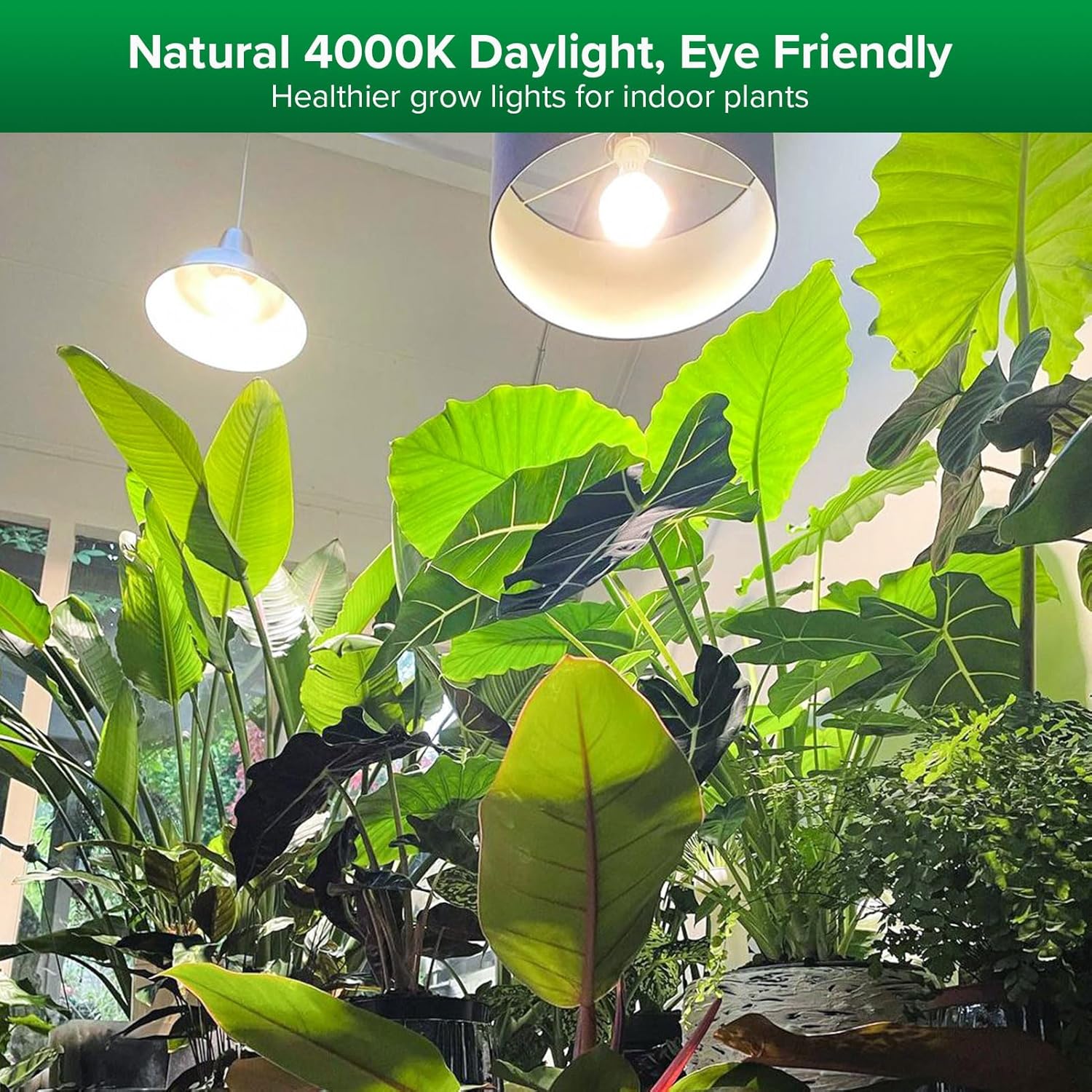 SANSI Grow Lights for Indoor Plants, Full Spectrum 15W Grow Light Bulbs (200 Watt Equivalent) with Optical Lens for High PPFD, 4000K Natural Daylight LED Plant Lights for Indoor Growing Seed Starting - Image 2